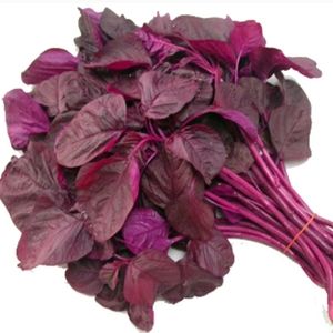 Red spinach seeds counts +1000